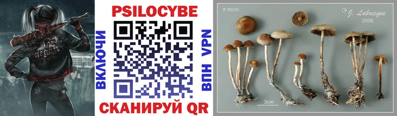 Галлюциногенные грибы Cubensis  shop Telegram  Шлиссельбург 